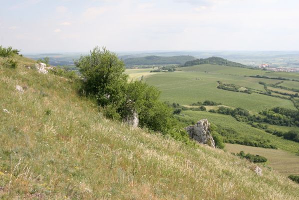 Klentnice, 10.6.2011
Pohled ze Stolové hory na jih na Turold a na Svatý kopeček.



Mots-clés: Klentnice Stolová hora Tabulová hora Turold Svatý kopeček Melanotus punctolineatus