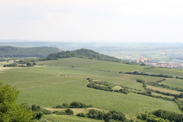 Klentnice, 10.6.2011
Pohled ze Stolové hory na jih na Svatý kopeček.



Schlüsselwörter: Klentnice Stolová hora Tabulová hora Svatý kopeček Turold