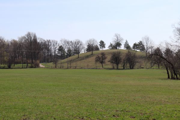 Provodov-Šonov, Kleny, 5.4.2019
Dubenský Dvůr - pastvina.
Keywords: Provodov-Šonov Kleny Dubenský Dvůr pastvina