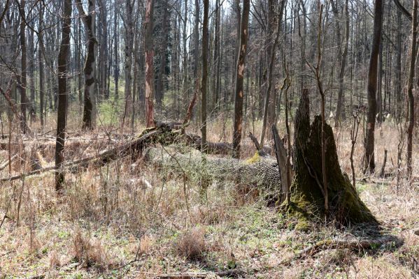 Provodov-Šonov, Kleny, 5.4.2019
Dubenská obora.
Klíčová slova: Provodov-Šonov Kleny Dubenská obora pastvina