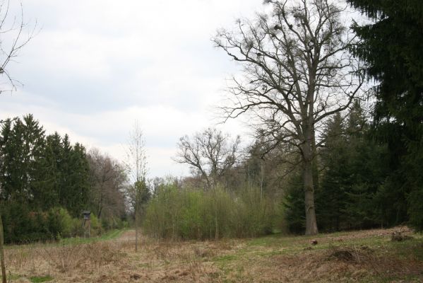 Klešice, 19.4.2012
Duby v bažantnici.
Klíčová slova: Klešice bažantnice