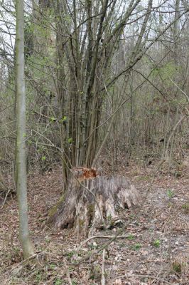 Klešice, 19.4.2012
Pařez dubu v bažantnici.
Schlüsselwörter: Klešice bažantnice Ampedus pomorum