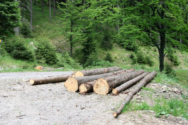 Krušné hory, Klínovec, 30.5.2012
Svoziště dřeva na západním svahu Klínovce.
Schlüsselwörter: Krušné hory Klínovec Liotrichus affinis