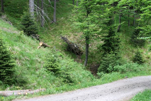 Krušné hory, Klínovec, 30.5.2012
Údolí potoka na západním svahu Klínovce - biotop kovaříka Liotrichus affinis. 
Schlüsselwörter: Krušné hory Klínovec Liotrichus affinis