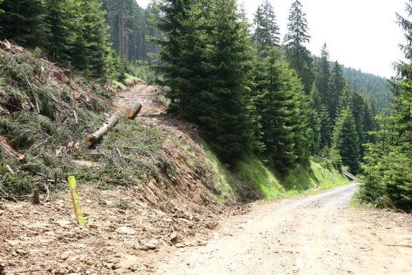 Krušné hory, Klínovec, 30.5.2012
Nová lesnická cesta na západním svahu Klínovce.
Klíčová slova: Krušné hory Klínovec