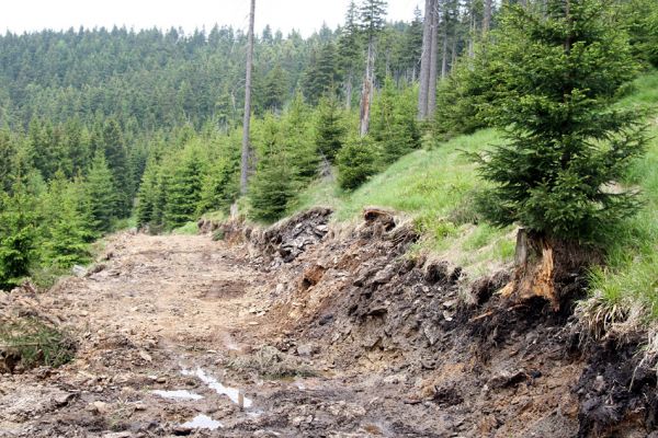 Krušné hory, Klínovec, 30.5.2012
Nová lesnická cesta na západním svahu Klínovce.
Mots-clés: Krušné hory Klínovec