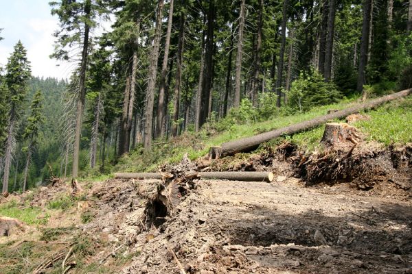 Krušné hory, Klínovec, 30.5.2012
Těžba dřeva na západním svahu Klínovce.
Klíčová slova: Krušné hory Klínovec