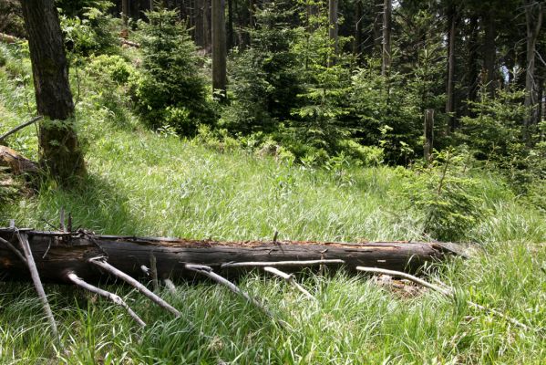 Krušné hory, Klínovec, 30.5.2012
Osluněné trouchnivé dřevo padlého kmene smrku - typický biotop kovaříka Ampedus aethiops.
Klíčová slova: Krušné hory Klínovec Ampedus aethiops