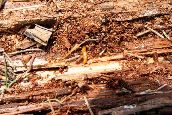 Krušné hory, Klínovec, 30.5.2012
Larva kovaříka Ampedus aethiops v trouchnivém dřevě padlého kmene smrku.
Klíčová slova: Krušné hory Klínovec Ampedus aethiops