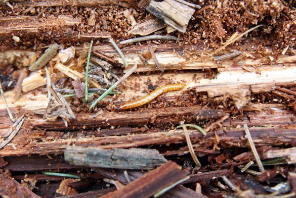 Krušné hory, Klínovec, 30.5.2012
Larva kovaříka Ampedus aethiops v trouchnivém dřevě padlého kmene smrku.
Mots-clés: Krušné hory Klínovec Ampedus aethiops