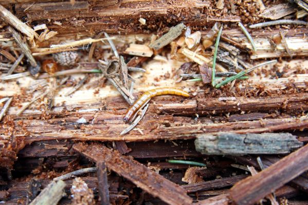 Krušné hory, Klínovec, 30.5.2012
Osluněné trouchnivé dřevo padlého kmene smrku - typický biotop kovaříka Ampedus aethiops.
Keywords: Krušné hory Klínovec Ampedus aethiops