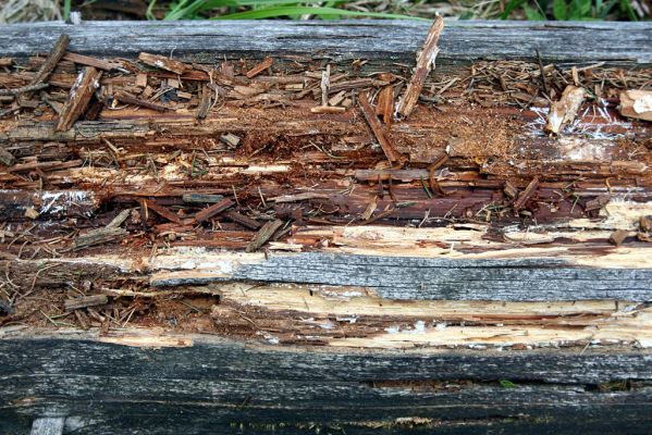 Krušné hory, Klínovec, 30.5.2012
Osluněné trouchnivé dřevo padlého kmene smrku - typický biotop kovaříka Ampedus aethiops.
Klíčová slova: Krušné hory Klínovec Ampedus aethiops