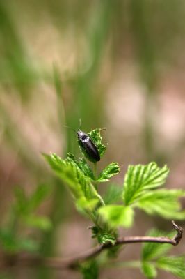 Krušné hory, Klínovec, 30.5.2012
Kovařík Liotrichus affinis.
Klíčová slova: Krušné hory Klínovec Liotrichus affinis