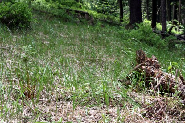 Krušné hory, Klínovec, 30.5.2012
Na travnatých podmáčených plochách aktivují kovaříci Liotrichus affinis.
Schlüsselwörter: Krušné hory Klínovec Liotrichus affinis