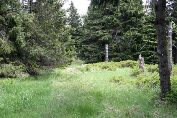 Krušné hory, Klínovec, 30.5.2012
Les jižně od vrcholu - bitop kovaříků Liotrichus affinis.
Klíčová slova: Krušné hory Klínovec Liotrichus affinis