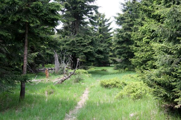 Krušné hory, Klínovec, 30.5.2012
Les jižně od vrcholu - bitop kovaříků Liotrichus affinis.
Mots-clés: Krušné hory Klínovec Liotrichus affinis