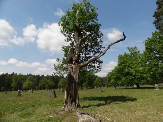 Bílá Hlína, 21.5.2017
Obora Klokočka.
Keywords: Bílá Hlína obora Klokočka