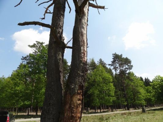 Bílá Hlína, 21.5.2017
Obora Klokočka.
Klíčová slova: Bílá Hlína obora Klokočka