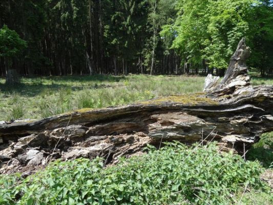 Bílá Hlína, 21.5.2017
Obora Klokočka.
Klíčová slova: Bílá Hlína obora Klokočka