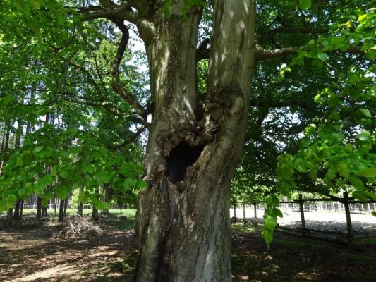 Bílá Hlína, 21.5.2017
Obora Klokočka.
Klíčová slova: Bílá Hlína obora Klokočka