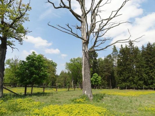 Bílá Hlína, 21.5.2017
Obora Klokočka.
Klíčová slova: Bílá Hlína obora Klokočka