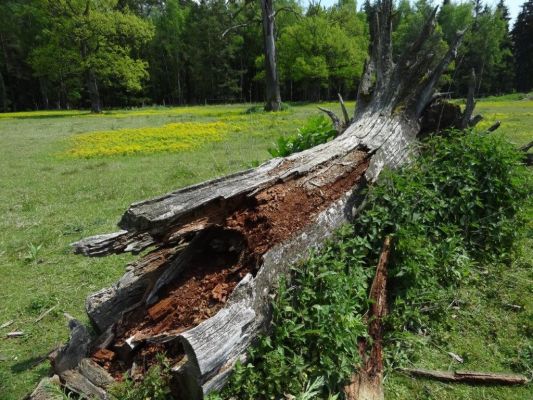 Bílá Hlína, 21.5.2017
Obora Klokočka.
Klíčová slova: Bílá Hlína obora Klokočka