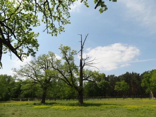 Bílá Hlína, 21.5.2017
Obora Klokočka.
Schlüsselwörter: Bílá Hlína obora Klokočka