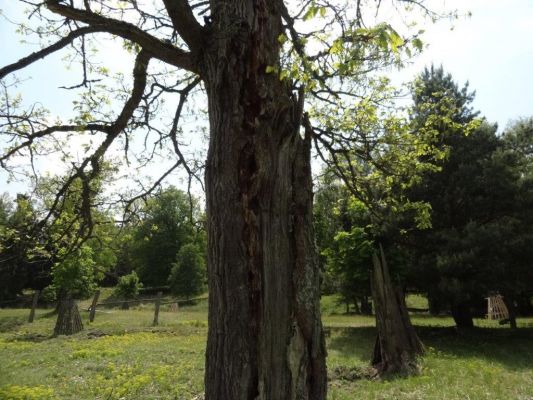 Bílá Hlína, 21.5.2017
Obora Klokočka.
Klíčová slova: Bílá Hlína obora Klokočka