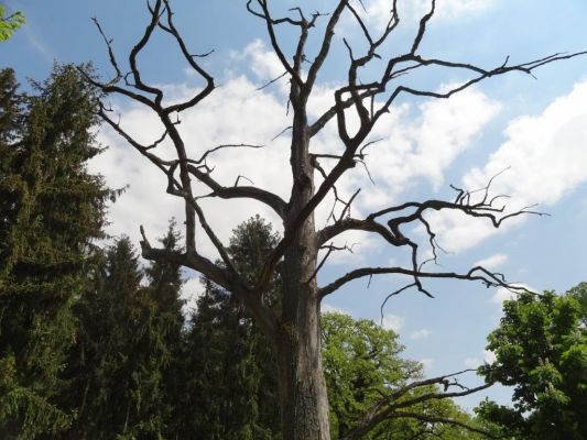 Bílá Hlína, 21.5.2017
Obora Klokočka.
Keywords: Bílá Hlína obora Klokočka