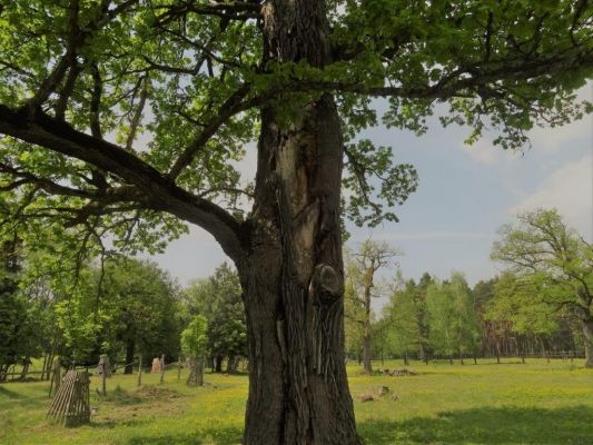 Bílá Hlína, 21.5.2017
Obora Klokočka.
Schlüsselwörter: Bílá Hlína obora Klokočka