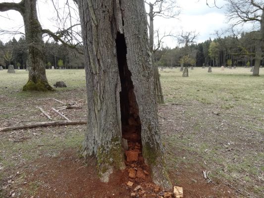 Bílá Hlína, 23.4.2017
Obora Klokočka.
Klíčová slova: Bílá Hlína obora Klokočka