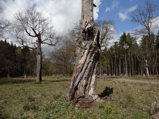 Bílá Hlína, 23.4.2017
Obora Klokočka.
Mots-clés: Bílá Hlína obora Klokočka