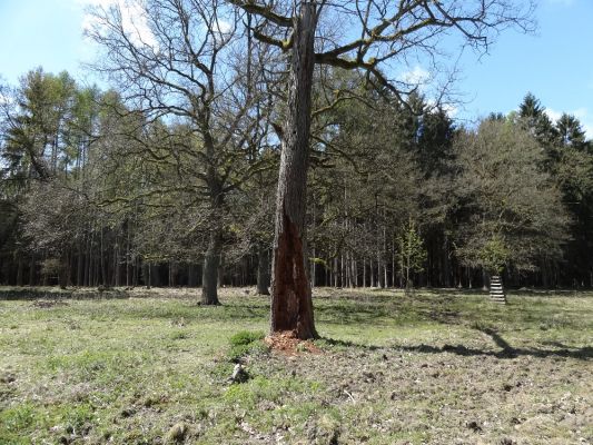 Bílá Hlína, 23.4.2017
Obora Klokočka.
Schlüsselwörter: Bílá Hlína obora Klokočka