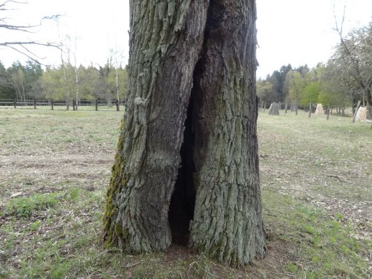 Bílá Hlína, 23.4.2017
Obora Klokočka.
Schlüsselwörter: Bílá Hlína obora Klokočka