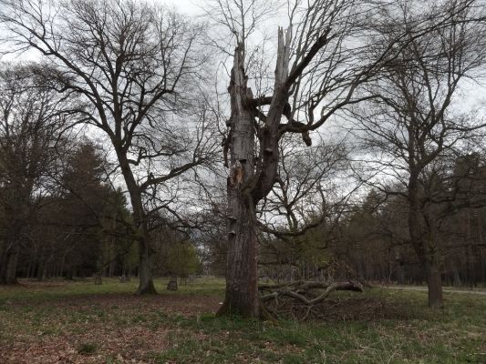 Bílá Hlína, 23.4.2017
Obora Klokočka.
Klíčová slova: Bílá Hlína obora Klokočka