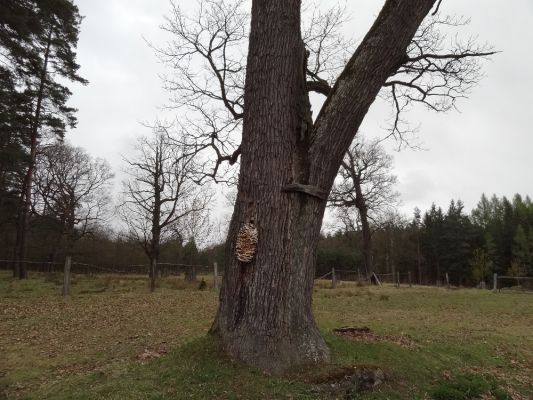 Bílá Hlína, 23.4.2017
Obora Klokočka.
Klíčová slova: Bílá Hlína obora Klokočka