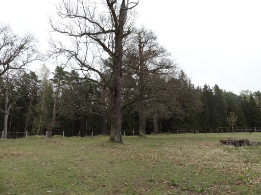 Bílá Hlína, 23.4.2017
Obora Klokočka.
Schlüsselwörter: Bílá Hlína obora Klokočka