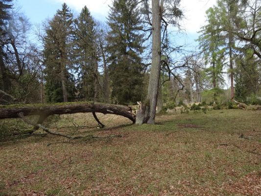 Bílá Hlína, 23.4.2017
Obora Klokočka.
Keywords: Bílá Hlína obora Klokočka