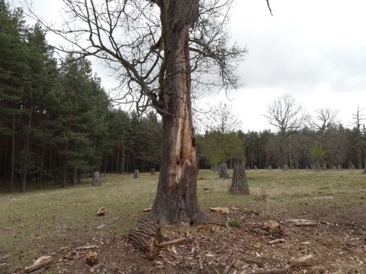 Bílá Hlína, 23.4.2017
Obora Klokočka.
Klíčová slova: Bílá Hlína obora Klokočka