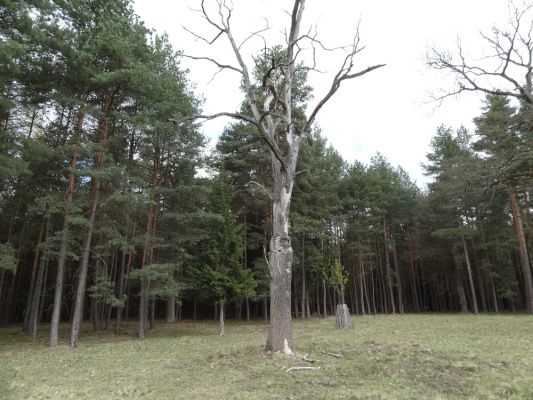 Bílá Hlína, 23.4.2017
Obora Klokočka.
Klíčová slova: Bílá Hlína obora Klokočka