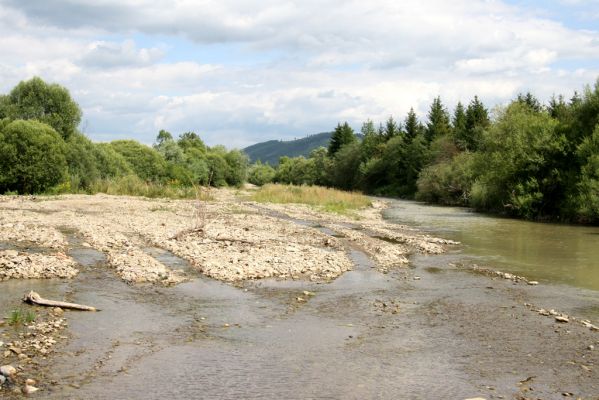 Klubina, 31.7.2013
Štěrkové náplavy na soutoku řeky Bystrici a Klubinského potoka.


Klíčová slova: Klubina Bystrica Zorochros dermestoides