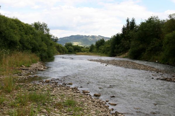 Klubina, 31.7.2013
Štěrkové náplavy řeky Bystrici.



Klíčová slova: Klubina Bystrica Zorochros dermestoides Adrastus pallens