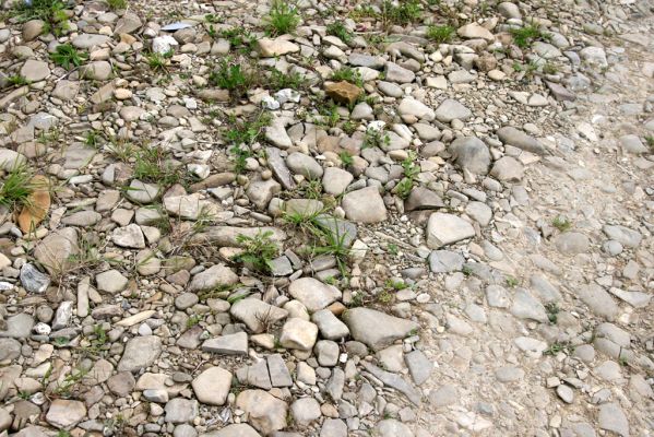 Klubina, 31.7.2013
Štěrkové náplavy řeky Bystrici.


Klíčová slova: Klubina Bystrica Zorochros meridionalis dermestoides