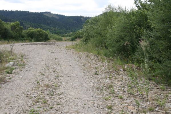 Klubina, 31.7.2013
Štěrkové náplavy řeky Bystrici.
Klíčová slova: Klubina Bystrica Zorochros meridionalis dermestoides Adrastus pallens kryshtali