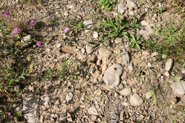 Klubina, 31.7.2013
Štěrkové náplavy Klubinského potoka. 



Schlüsselwörter: Klubina Klubinský potok Zorochros flavipes dermestoides