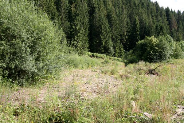 Klubina, 31.7.2013
Štěrkové náplavy Klubinského potoka. 

Klíčová slova: Klubina Klubinský potok Zorochros flavipes dermestoides