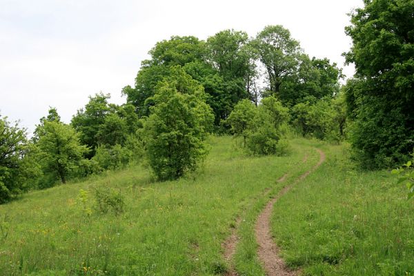 Nový Hradec Králové-Kluky, 17.5.2008
Květen na stepi na západním svahu Kopce sv. Jana - pod zámečkem. Biotop kovaříka Agriotes gallicus.
Schlüsselwörter: Hradec Králové Třebeš Kopec sv. Jana Pod zámečkem Zámeček step Agriotes gallicus