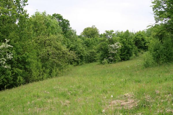 Nový Hradec Králové-Kluky, 17.5.2008
Květen na stepi na severozápadním svahu Kopce sv. Jana - pod zámečkem. Rozkvetlé hlohy zvou k hostině množství hmyzu. 
Keywords: Hradec Králové Třebeš Kopec sv. Jana Pod zámečkem Zámeček step Agriotes gallicus