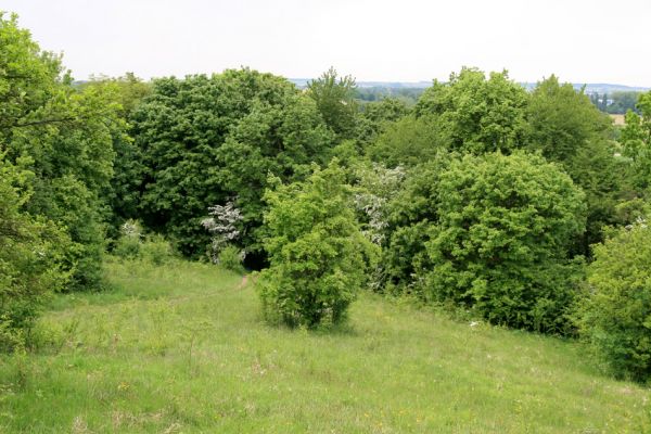 Nový Hradec Králové-Kluky, 17.5.2008
Květen na stepi na severozápadním svahu Kopce sv. Jana - pod zámečkem. Rozkvetlé hlohy zvou k hostině množství hmyzu, také kovaříky Limonius poneli. 
Klíčová slova: Hradec Králové Třebeš Kopec sv. Jana Pod zámečkem Zámeček step Agriotes gallicus