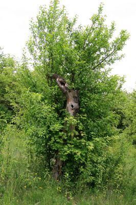Nový Hradec Králové-Kluky, 17.5.2008
Květen na stepi na severozápadním svahu Kopce sv. Jana - pod zámečkem. Zabloudivšího návštěvníka zajisté upoutají bizardní torza kmenů ovocných stromů.
Mots-clés: Hradec Králové Třebeš Kopec sv. Jana Pod zámečkem Zámeček step